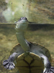 ZSL London Zoo - Turtle!