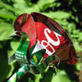 Recycled Red Rose 3