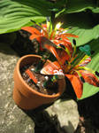 Recycled Orange Lily Duo 2 by Christine-Eige