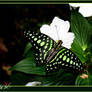 Tailed Jay