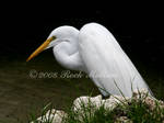 Great Egret by SteelCowboy