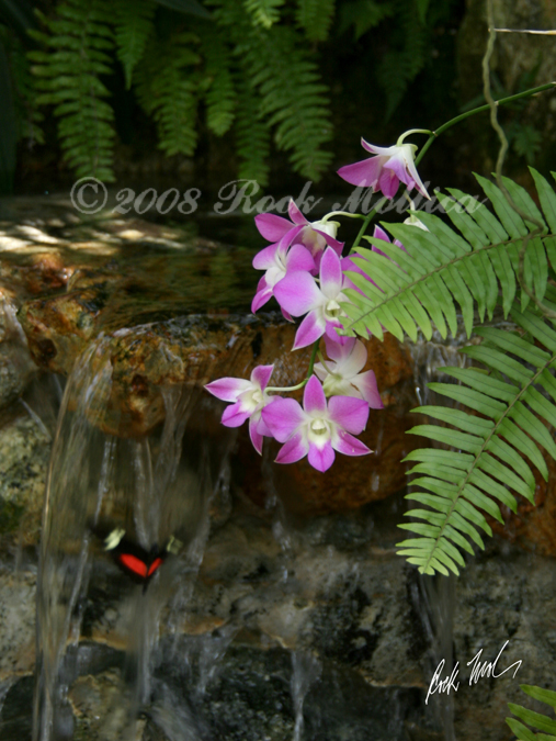 Butterfly Waterfall