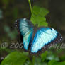 Blue Morpho Resting