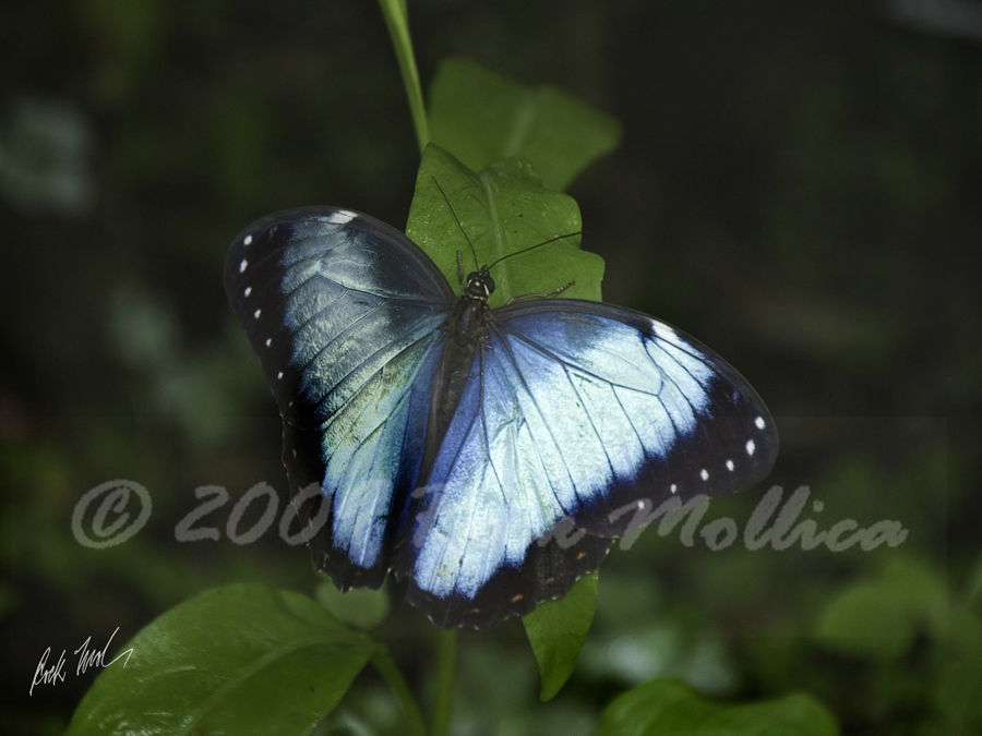 Blue Morpho Resting