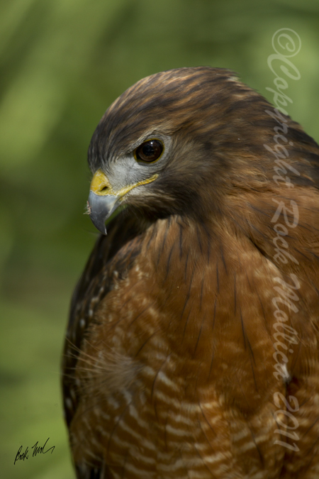 Red Shouldered Hawk