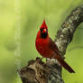 Cardinal