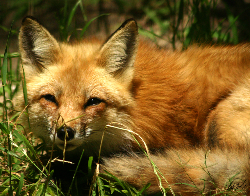 Red Fox