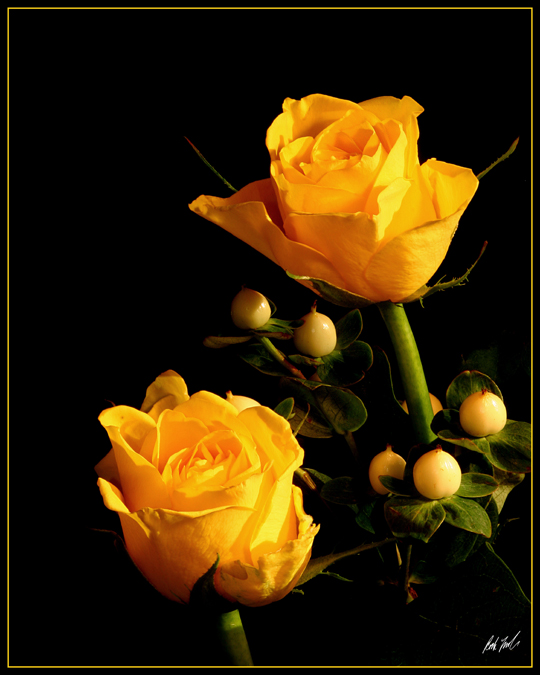 Yellow Roses