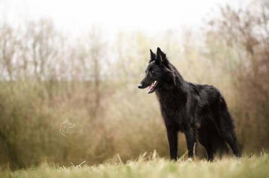 Black elegance