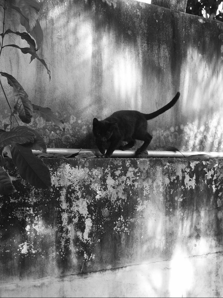 Predator Walk Predator's Walk by Saikane on DeviantArt