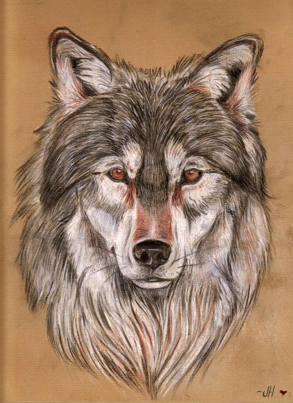 Wolf By Ferluner On DeviantArt