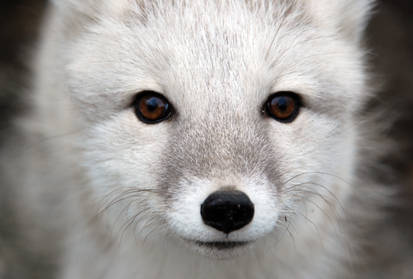 Arctic fox III