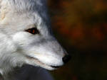 Arctic Fox in Autumn by Ferluner