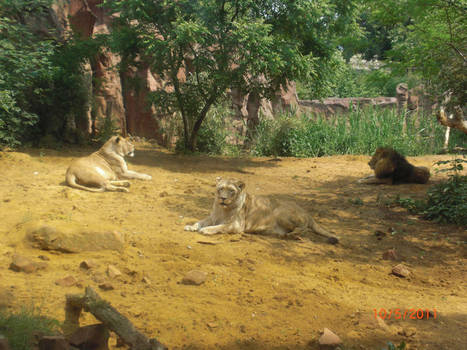 3lions