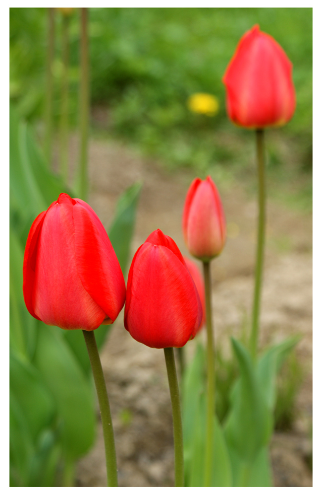 Red tulips.