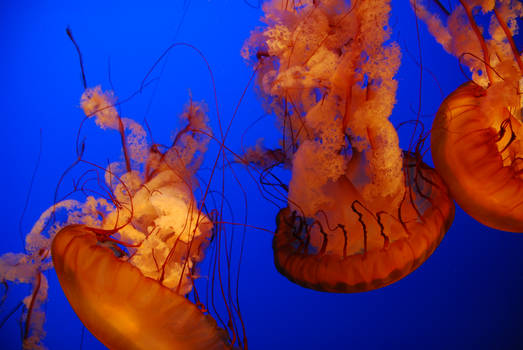 The jellyfish