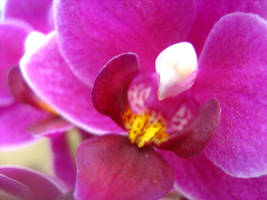 Flowers 16