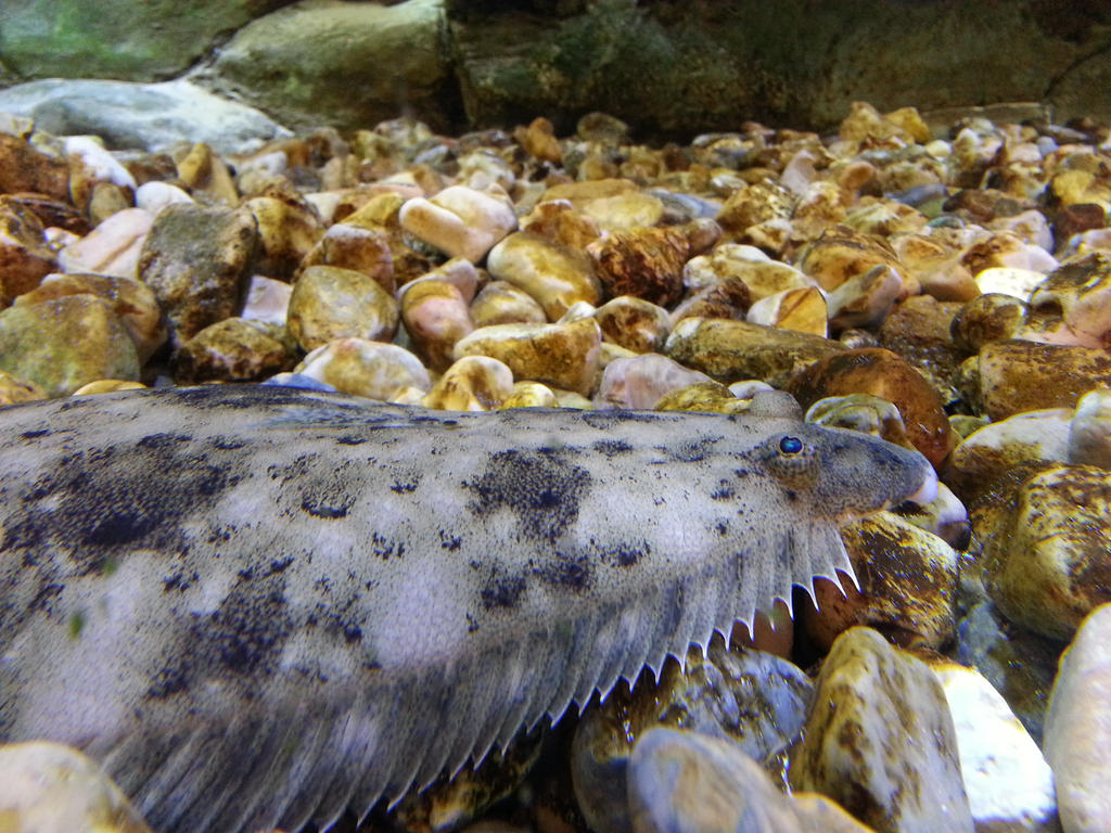 Flounder 2 by Bandersnatch94b on DeviantArt