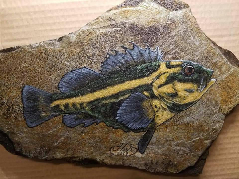 Rockfish Study by GlassclawStudio on DeviantArt