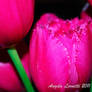 S1 Pink Tulip Series