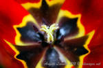 The Dance Within by AngelaLeonetti