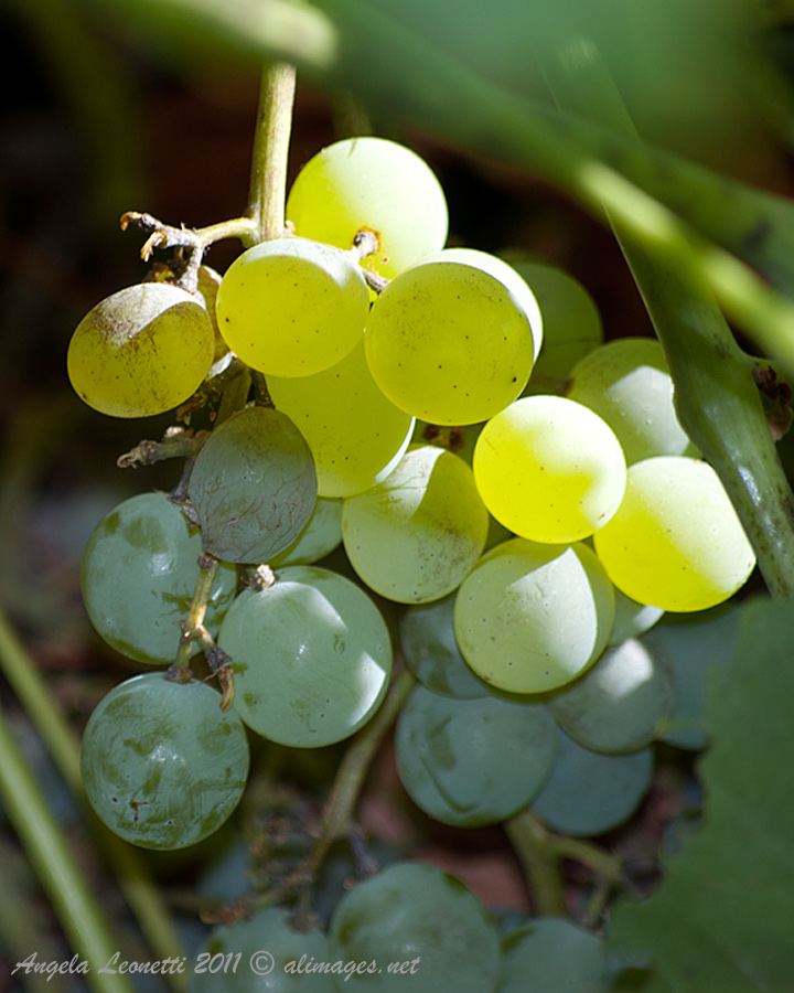 Leonetti Grapes