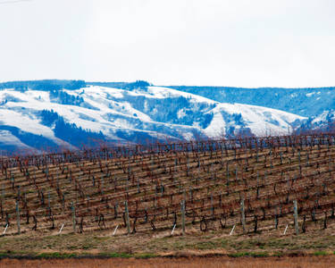 Blues Beyond The Grapes