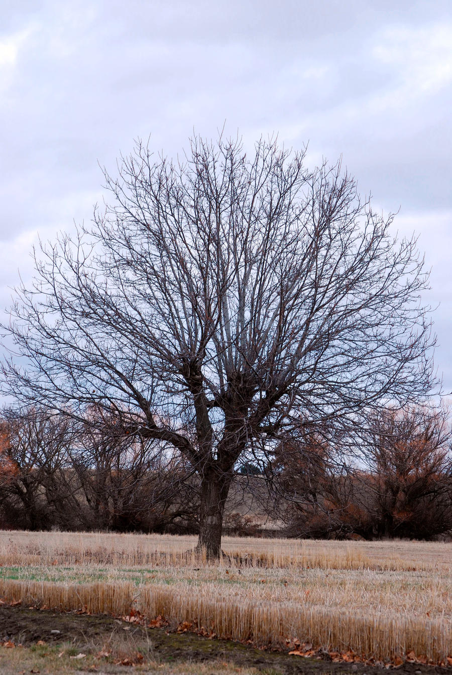 The Naked Tree