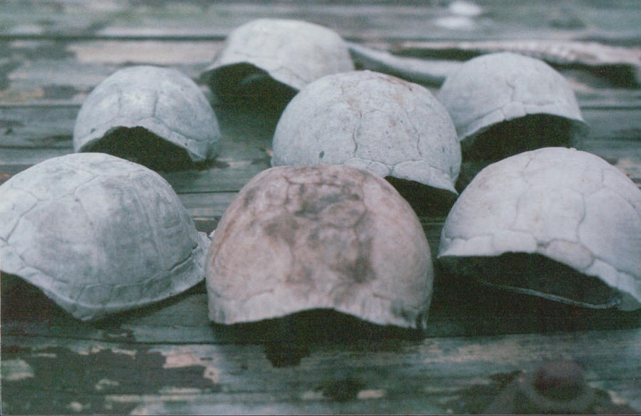 Turtle Shells by NotQuiteHeroes on DeviantArt