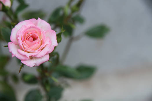 Pink rose