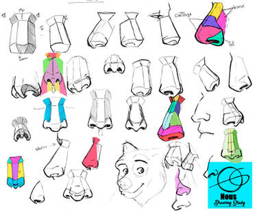 Study of the basic structure of the nose by Nous U