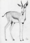Antelope - graphite