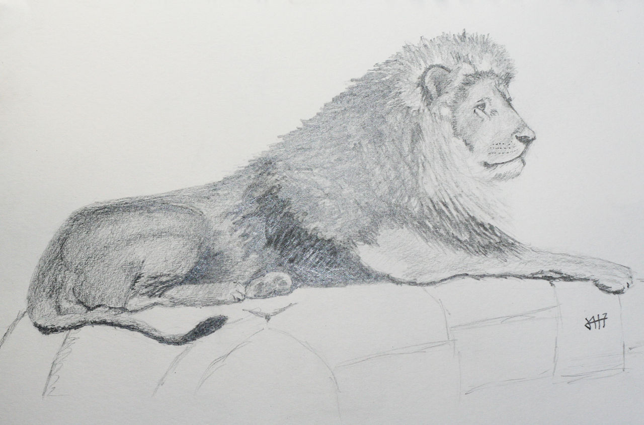 animals - Lion - graphite