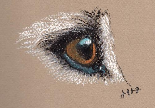 Dog Eye - pastels