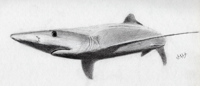 animals - Blue Shark - graphite
