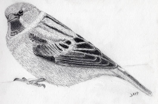 animals - Sparrow - graphite