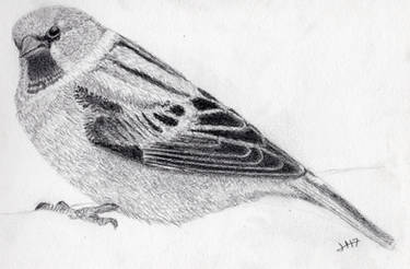 animals - Sparrow - graphite