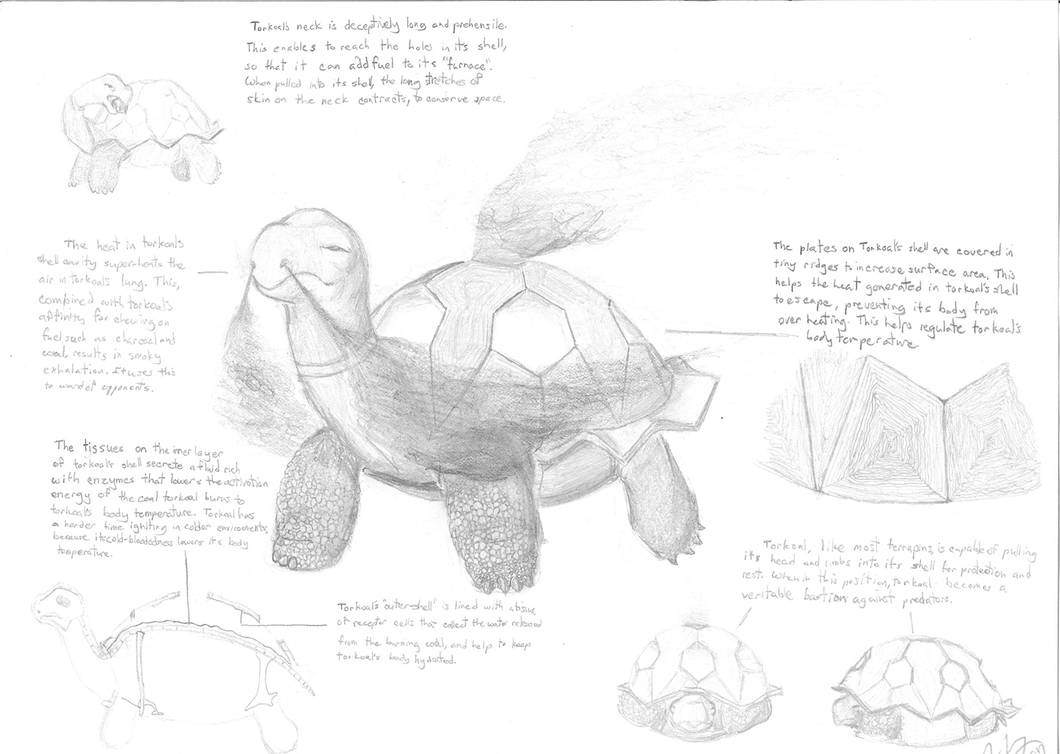 Torkoal by GnooroopoftheGerudo on DeviantArt