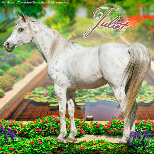 HEE Horse Avatar: Juliet