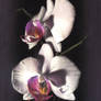 Orchid 2