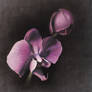 Purple Orchid