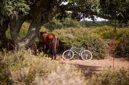 Giara wild horses