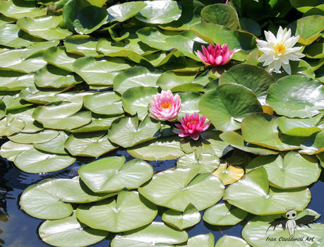 Chinese Garden-Lilly 2