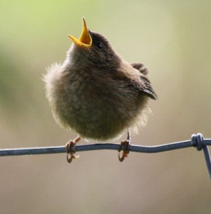 Baby Wren