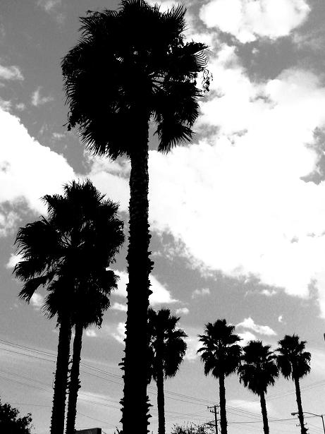 Palm Trees in Sacramento?