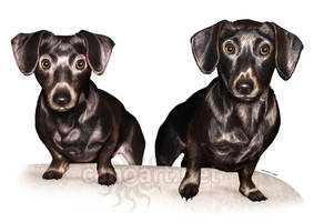 Dogs commission