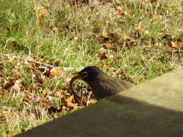 Robin eating worm