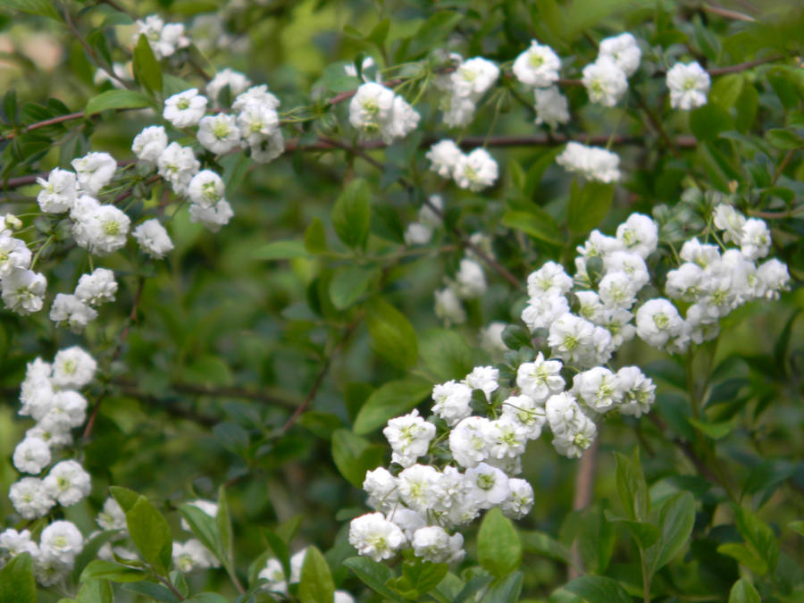 Spring: Flower Gathering