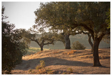 Trees of Alentejo