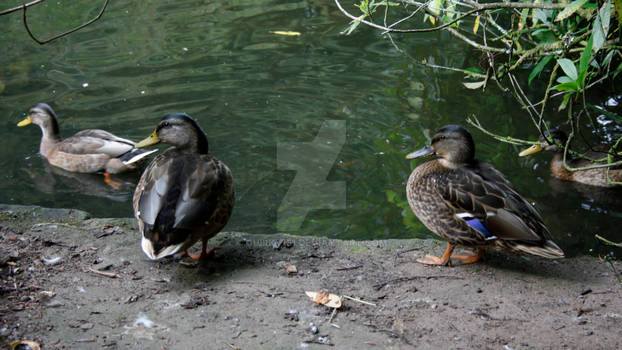 Ducks